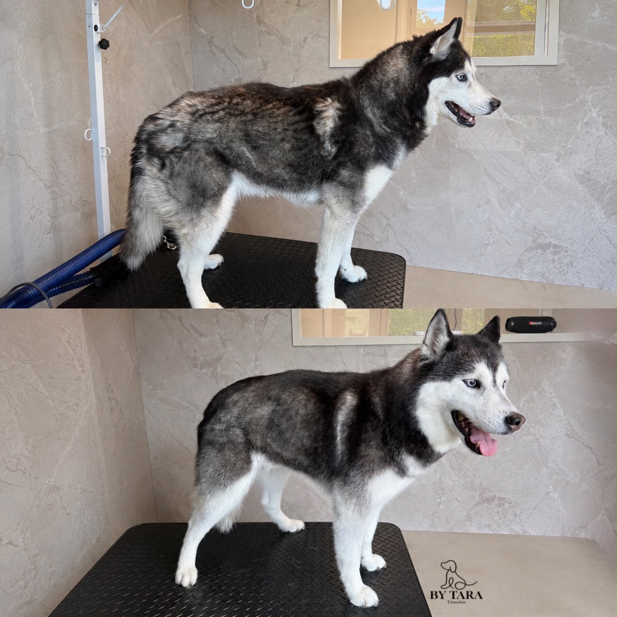 Husky voor en na een ontwol behandeling
