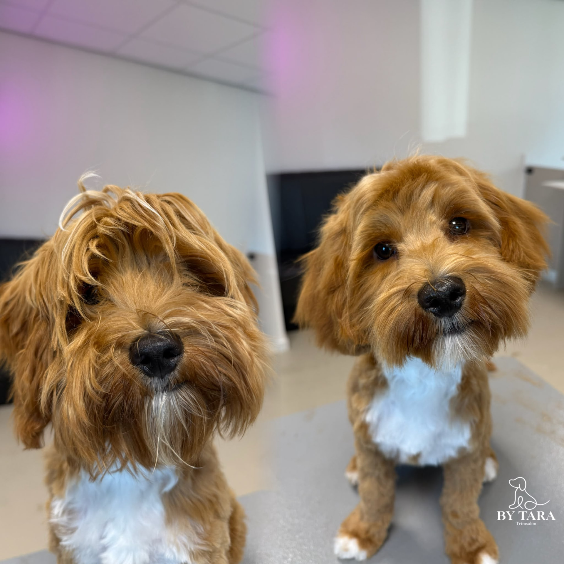Twee ruwharige doodles na hun trimbeurt in de salon
