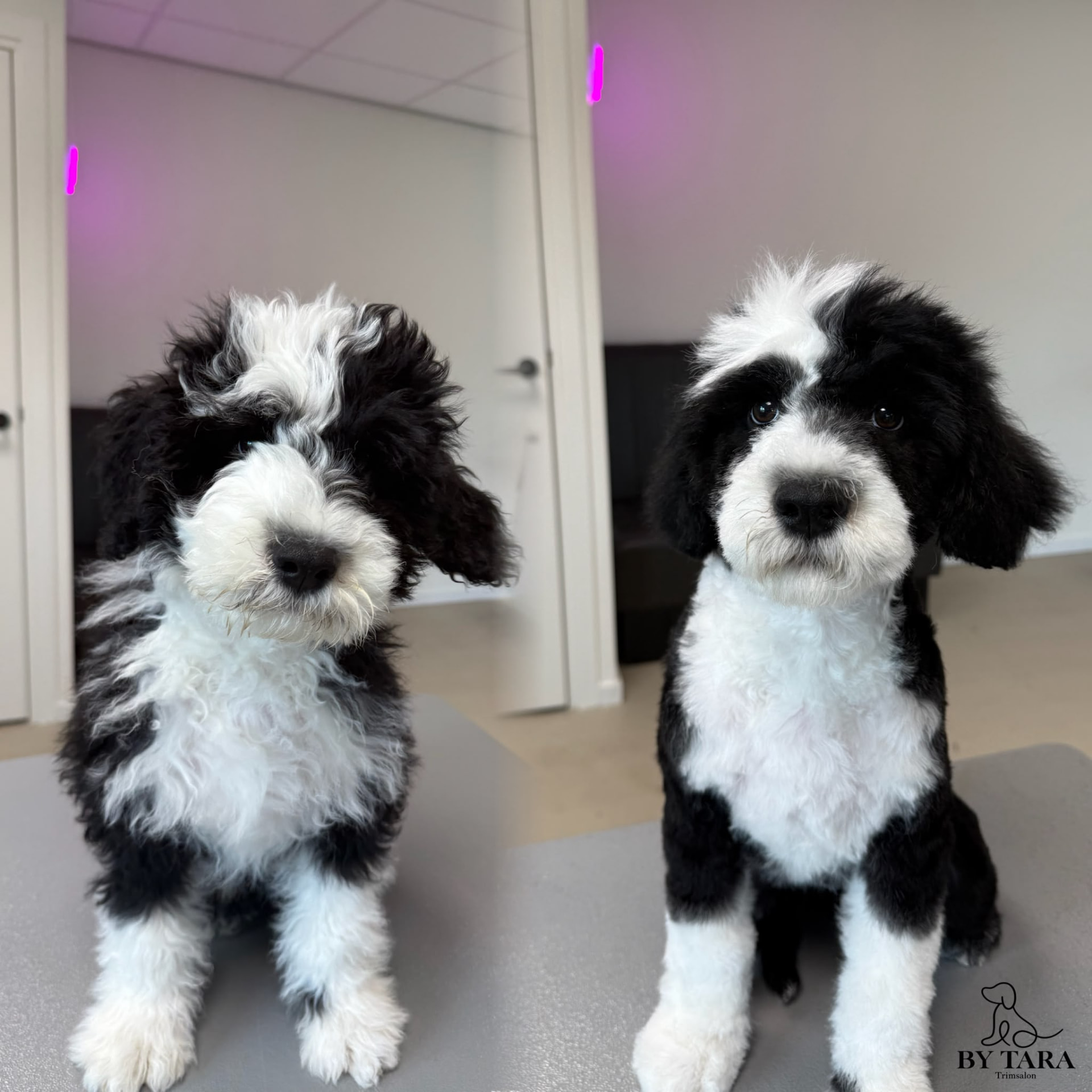 Twee zwart met witte sheepadoodle pups na hun trimbeurt