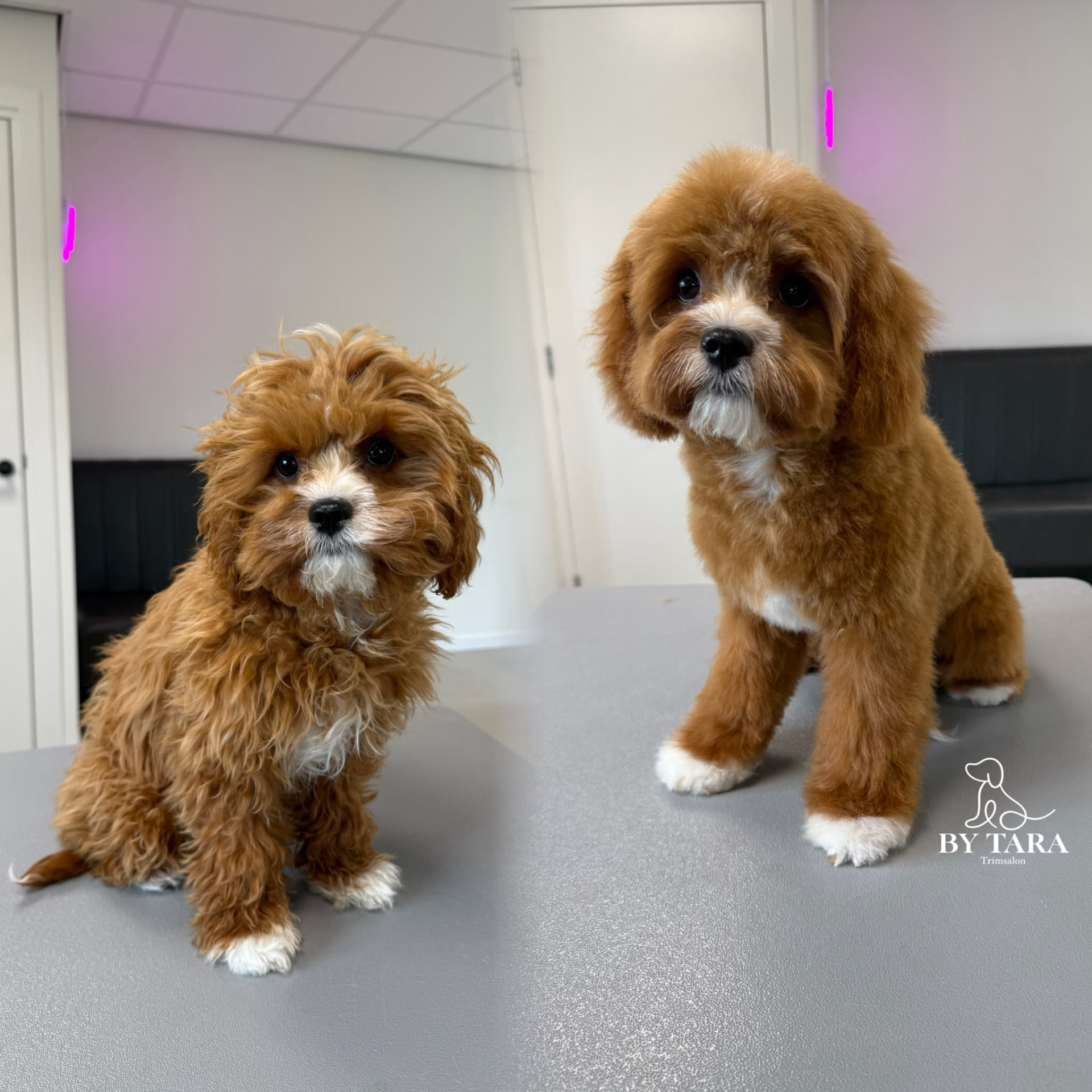 Twee bruine cavapoo pups voor en na de trimbeurt