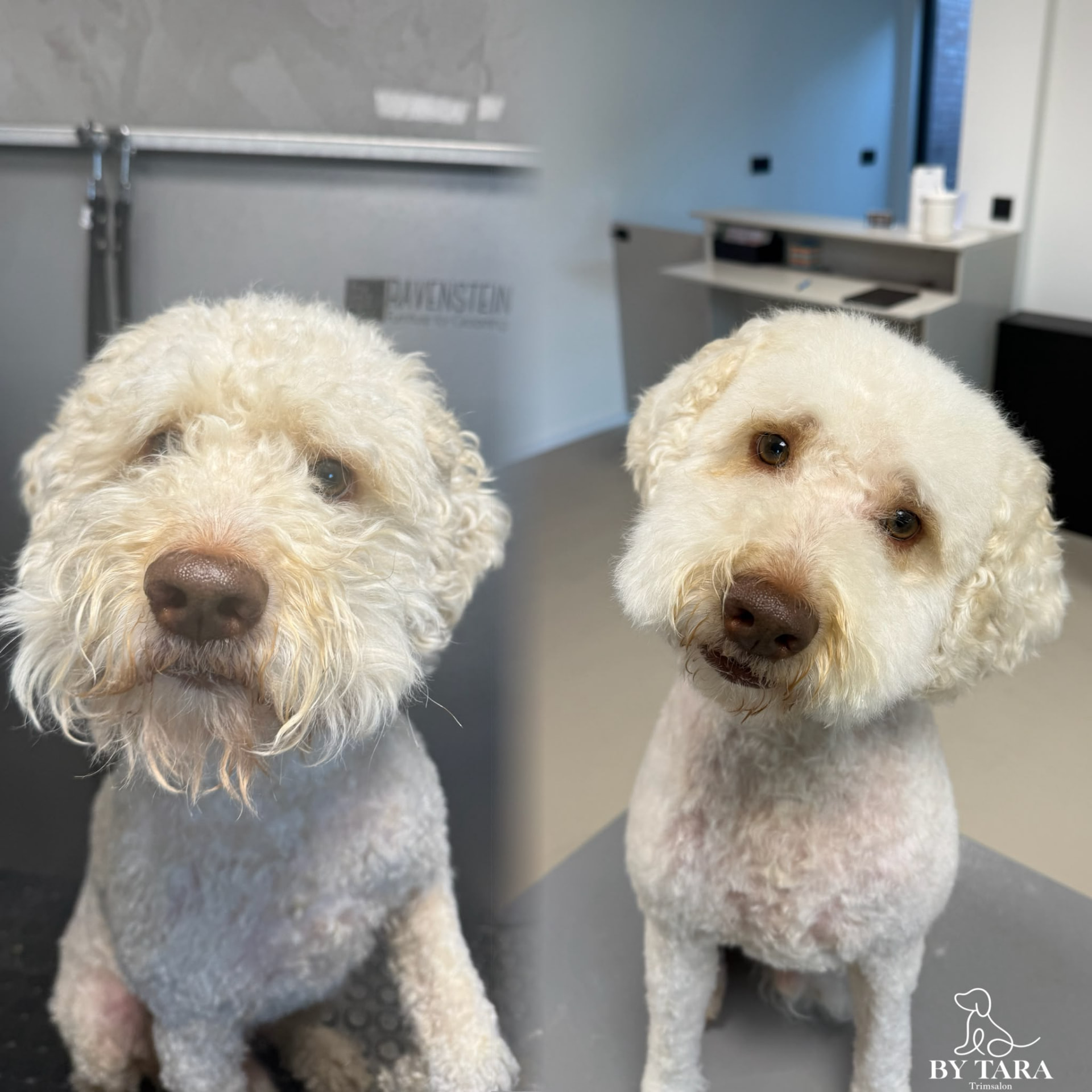 Twee labradoodles na een trimbeurt