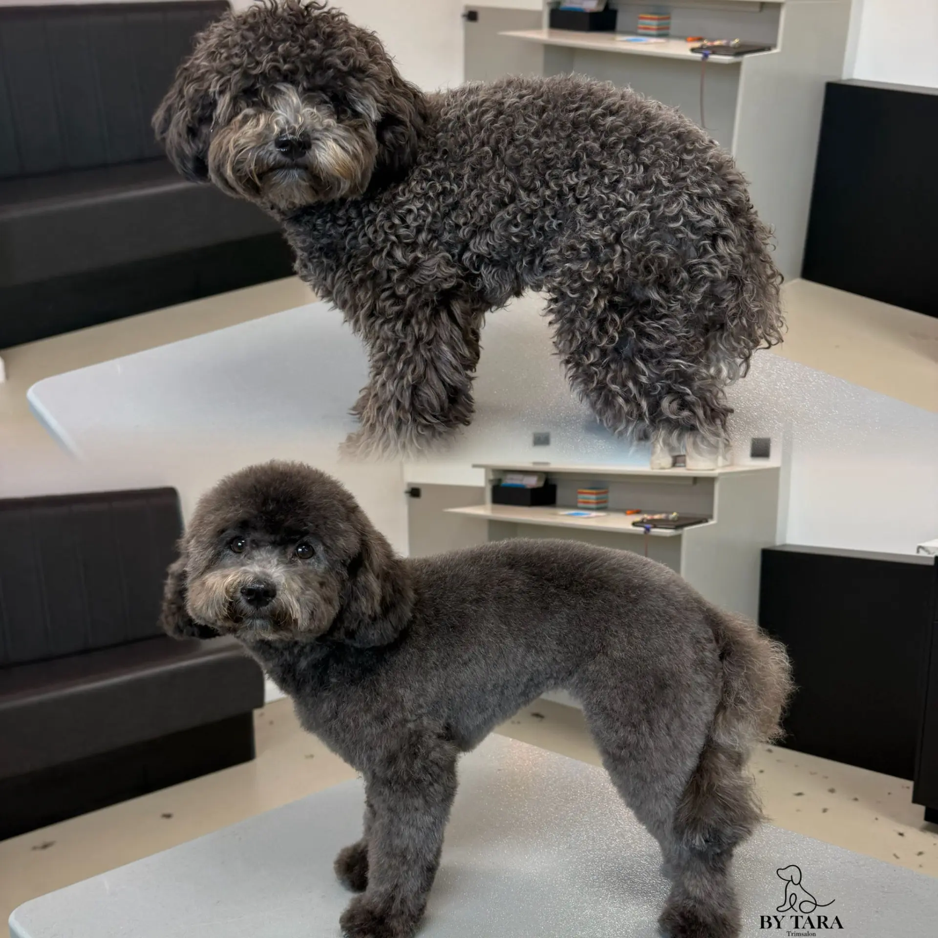 Cavapoo voor en na de trimbeurt