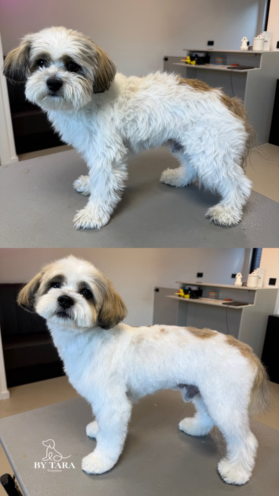 Shih tzu voor en na de trimbeurt